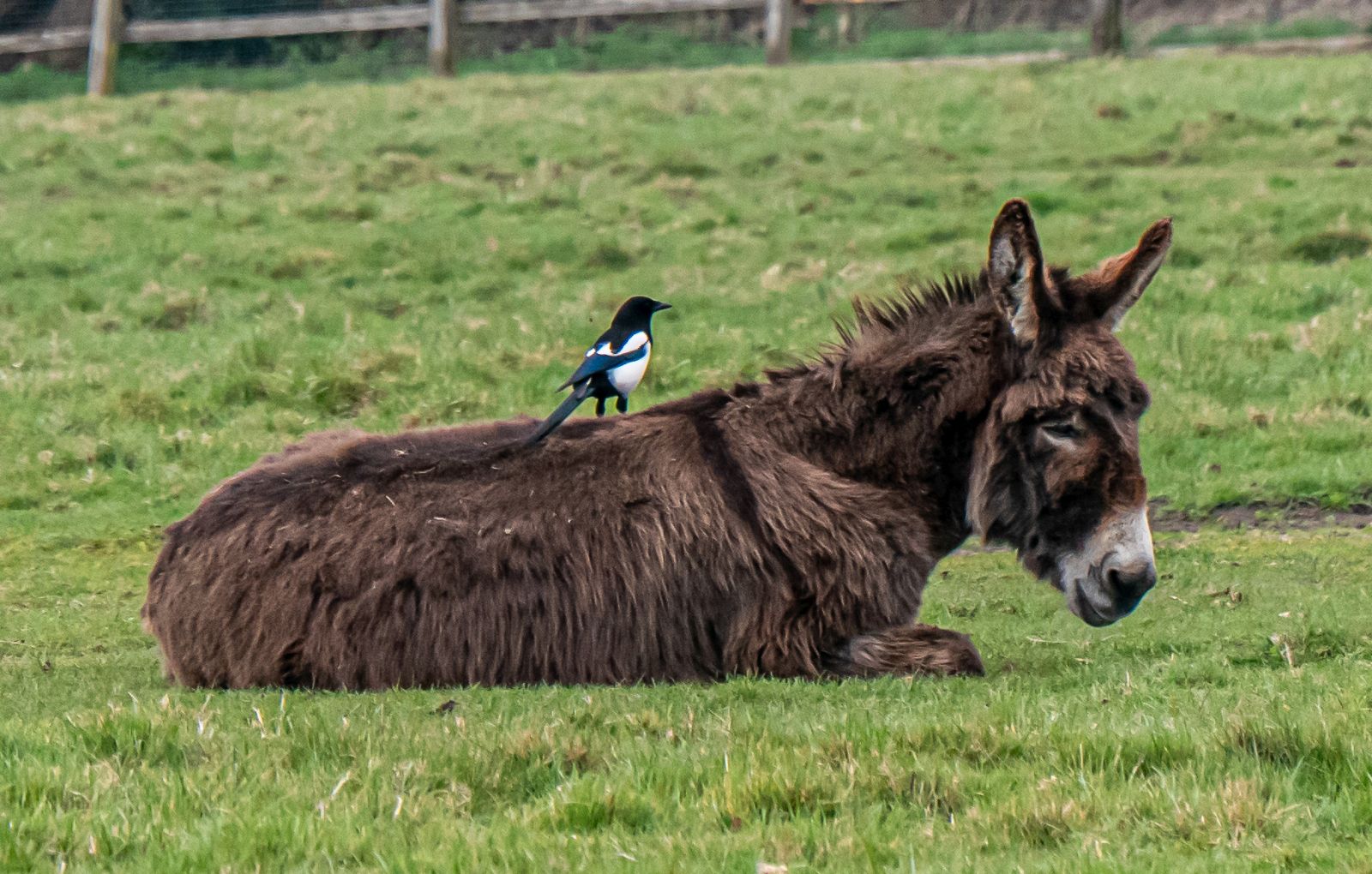 Magpie on a donkey. Donkey sanctuary, Middle Park.  Photo: Steve R © 2025